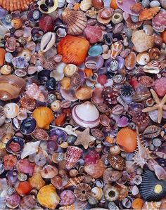 many different shells and starfish on the beach