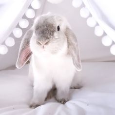 a rabbit sitting under a white tent with lights on it's sides and ears