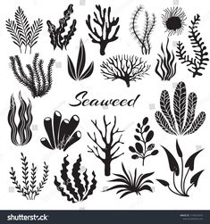 seaweed and corals silhouettes set on white background stock photo - image 3497