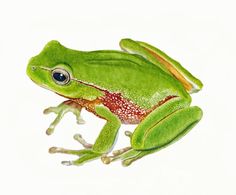 a green and red frog sitting on top of a white surface