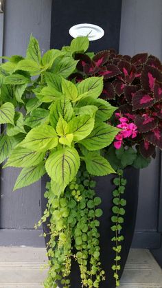 Patio Plants, Front Porches