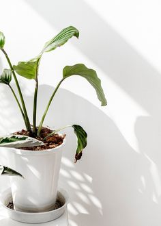 a potted plant sitting on top of a white table