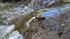 a toy turtle sitting on top of a rock next to a river with water running over it