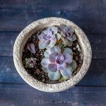 a small potted plant sitting on top of a wooden table