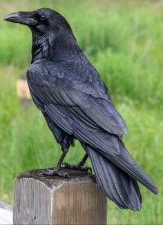 a large black bird sitting on top of a wooden post in front of green grass