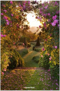 an open garden with pink flowers on the ground