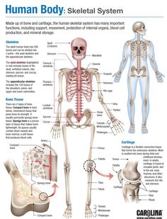 the human body skeletal system with labeled bones and their major functions, including the skeleton