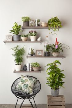 some plants are sitting on shelves above a chair