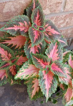 a plant with red and green leaves in a pot on the ground next to a brick wall