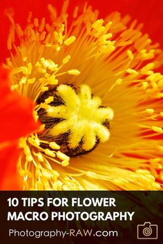 an orange and yellow flower with the words 10 tips for flower macro photography