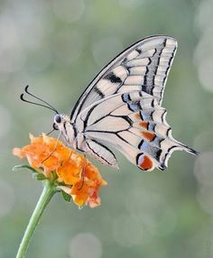 a white butterfly sitting on top of an orange flower