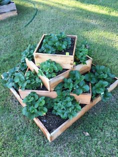 several wooden boxes filled with plants on top of green grass in the yard, and one box is full of strawberries