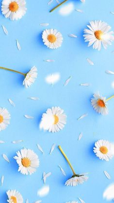 white daisies floating in the air on a blue background with petals scattered around them