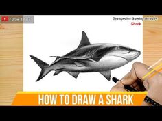 How to draw a shark/Sea species drawing series#4 Species Drawing, Blending Techniques, Drawing Series, Learn How To Draw, Sketch Drawing, Beautiful Drawings, Draw Your