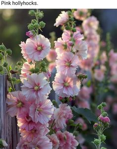 pink flowers growing on the side of a wooden fence