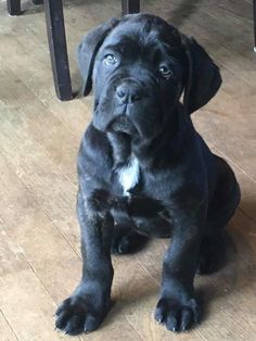 a black dog sitting on top of a wooden floor