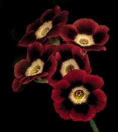 three red flowers with yellow centers on a black background