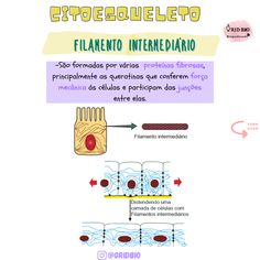 the diagram shows how to use filamento intermediaio in spanish