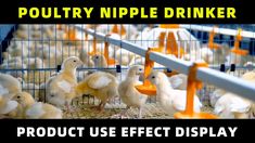 poultry nibble drinker product use effect display