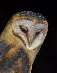 an owl is staring at the camera with snow on its face