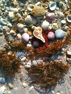 shells and seaweed are on the sand