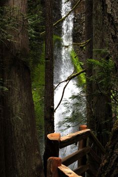 there is a small waterfall in the middle of the woods with trees around it and a wooden bridge leading up to it