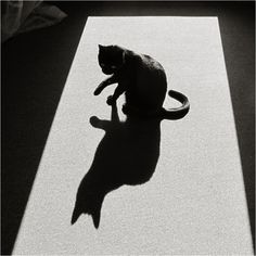 a black and white photo of a cat sitting on a mat with the shadow of it's tail