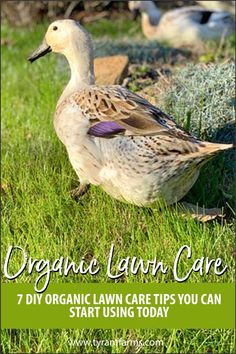 an image of a duck in the grass with text organic lawn care 7 diy organic lawn care tips you can start using today