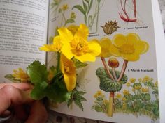 a hand holding a yellow flower in front of an open book with illustrations on it