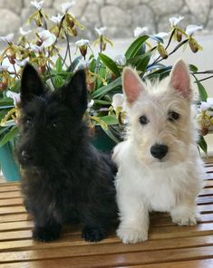 two small dogs sitting next to each other on a wooden table with flowers in the background