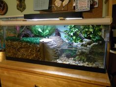 a fish tank filled with lots of different types of plants and rocks on top of a counter