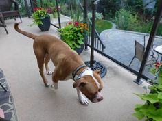 a brown and white dog standing on top of a patio