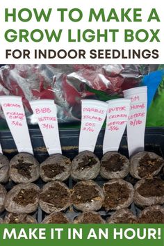 there are seeding plants in the trays with tags on them that say how to make a grow light box for indoor seedlings