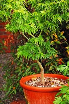 a bonsai tree in a red pot on a wooden table next to shrubbery