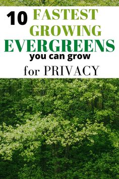 trees with the words 10 fastest growing evergreens you can grow for privacy