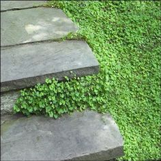 the steps are made of stone and have green plants growing on them, along with grass