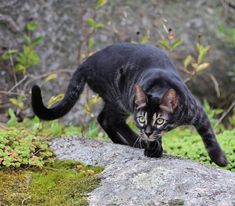 a black cat walking on top of a rock