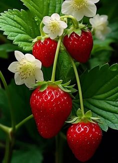 three strawberries with white flowers and green leaves