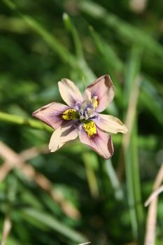 a flower that is sitting in the grass