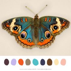 a butterfly with many different colors on it's wings and the top half of its wing