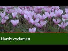 purple flowers with the words, hardy cylamen