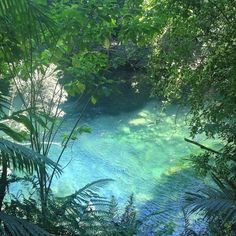 beauty flowers nature fairy magical aesthetic ethereal love stunning leaves forest plants unreal inspo coquette cottage core lake river bank tree swamp Water Aesthetic, Mermaid Aesthetic, Pretty Landscapes, Crystal Blue, Alam Yang Indah, Green Aesthetic, Green Plants