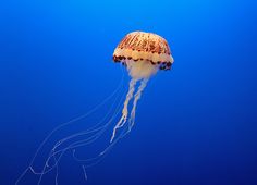 a jellyfish swimming in the blue water