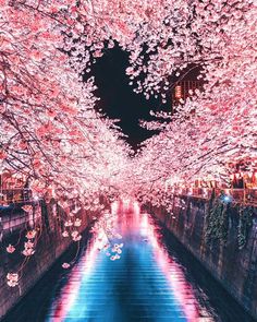 the walkway is lined with pink cherry blossom trees in full bloom and reflecting water at night