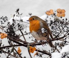 a small bird perched on top of a tree branch covered in snow and orange flowers