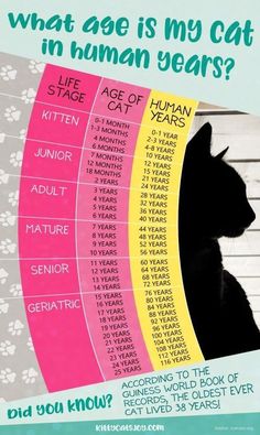 a poster with the words what age is my cat in human years? on it