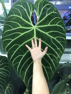 a person's hand reaching up into a large green leaf shaped plant in a store