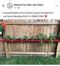 a wooden fence with some plants growing on it and the caption reads, i secured gutters to my fence to grow strawberries via caring such a great idea