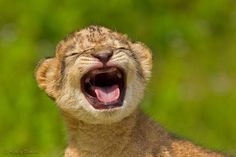 a small lion cub yawning with its mouth open