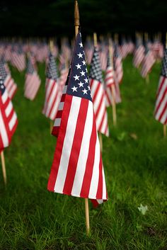 many american flags are placed in the grass